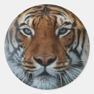 Sticker Grand Tiger