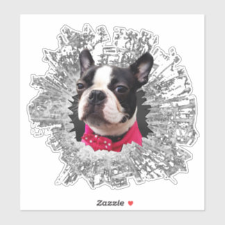 Sticker Grande Femme Boston Terrier cassé