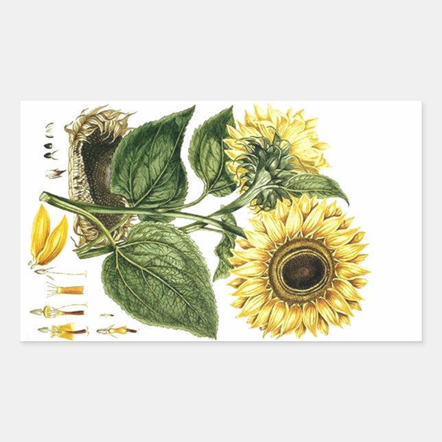 Sticker Heirloom Sunflower Botanical Floral Flower (Front)