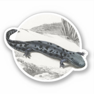 Sticker Hellbender Salamander