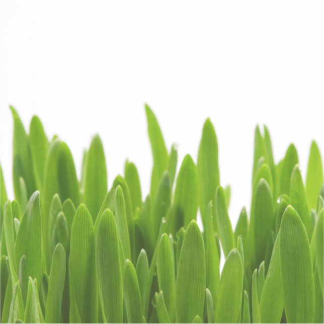 Sticker Herbe verte (Devant)