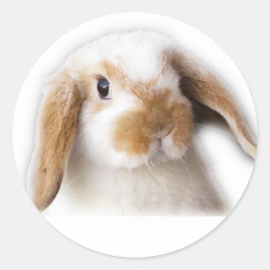 Sticker Holland Lop