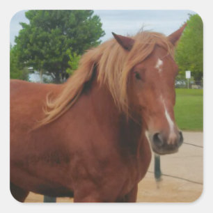 Sticker Horse Country Western Equine Note