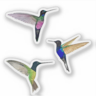 Sticker Hummingbirds de Tropical