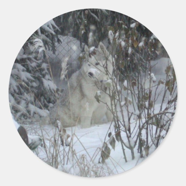 Sticker Husky Sibérien d'hiver (Devant)