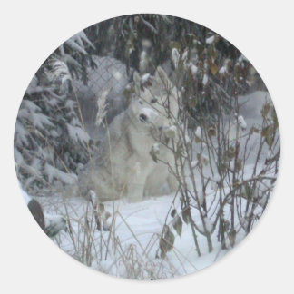 Sticker Husky Sibérien d'hiver