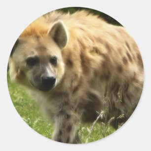 Sticker Hyena