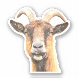 Sticker Illustration de chèvre
