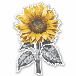 Sticker Illustration réaliste du tournesol