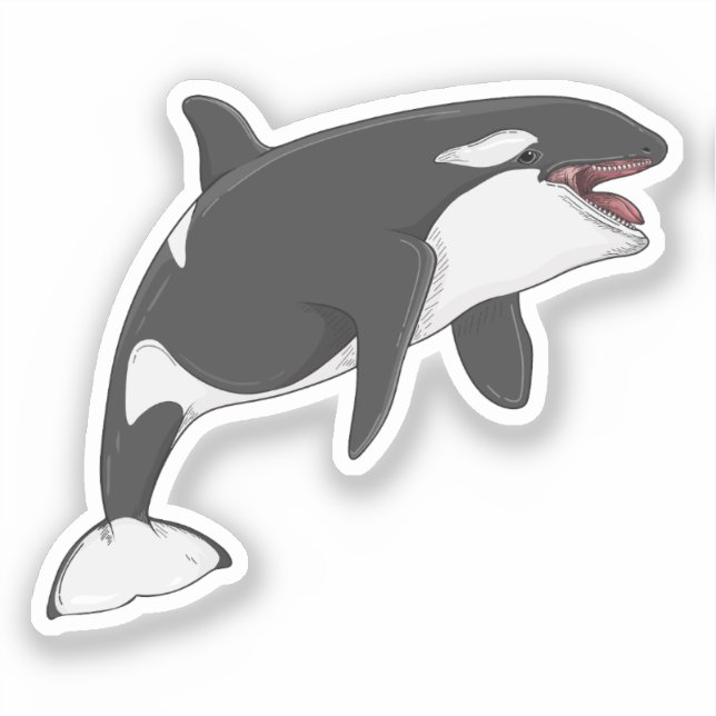 Sticker Illustration vectorielle Orcinus Orca (Recto)