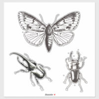 Illustration vintage du papillon de nuit/bogues - 