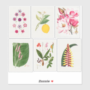 Sticker Illustrations botaniques