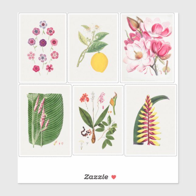 Sticker Illustrations botaniques (Feuille)