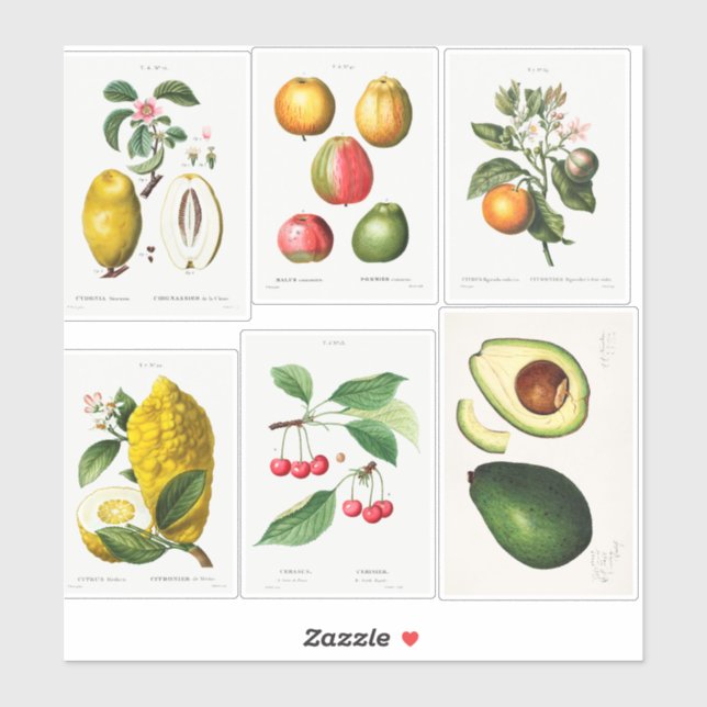 Sticker Illustrations botaniques (Feuille)