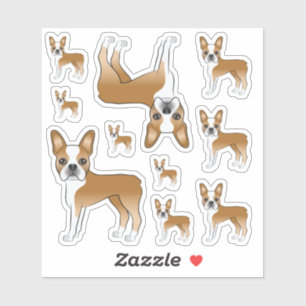 Sticker Illustrations Fawn Et White Boston Terrier Dog