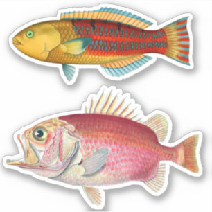 Sticker Impression Artiste Poisson Tropical Illustration V