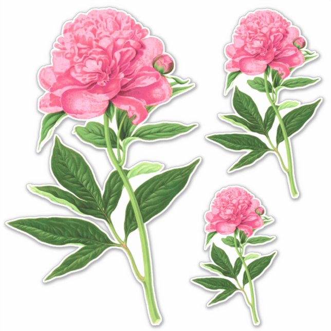 Sticker Impression Botanique vintage, Peine Rose Pastel (Devant)