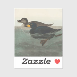 Sticker Impression de Macreuse noire d'Audubon : Canard cô