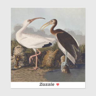 Sticker Impression d'oiseau Ibis blanc de John James Audub