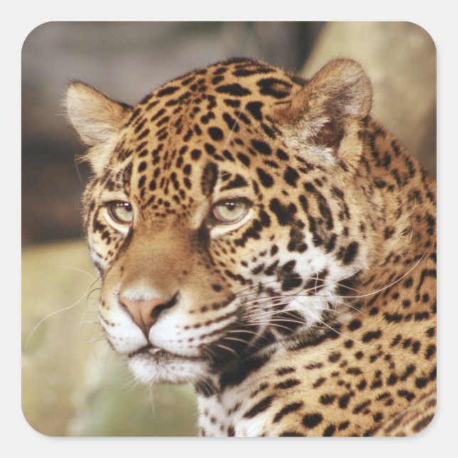 Sticker Jaguar (Devant)