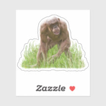 Jambo Le Chimp Unique Sans Cheveux