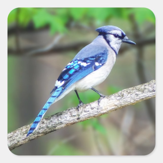 Sticker Jay Bleu (Devant)