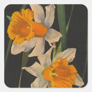 Sticker Jonquil Fleurs de nuit Daffodils Jardinage