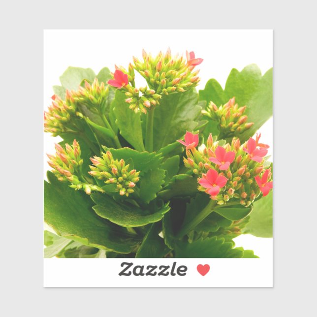 Sticker Kalanchoe blossfeldiana (Feuille)