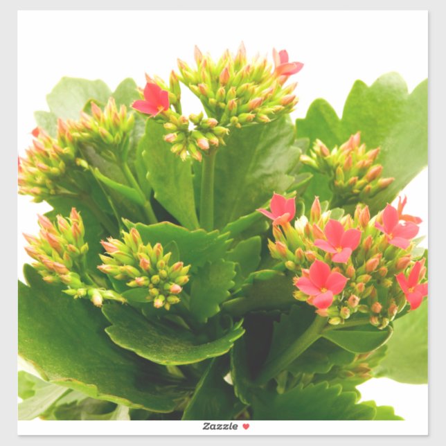 Sticker Kalanchoe blossfeldiana (Feuille)