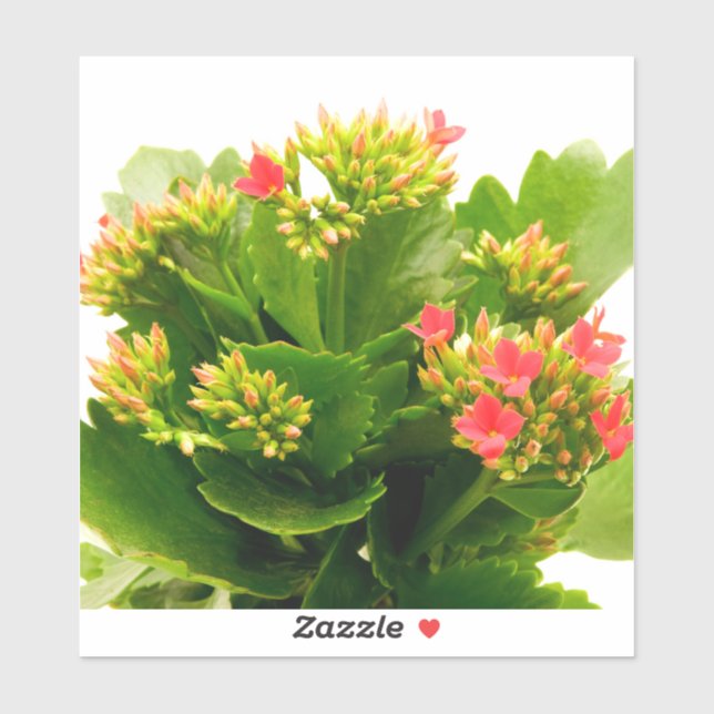 Sticker Kalanchoe blossfeldiana (Feuille)
