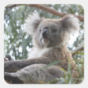 Sticker Koala