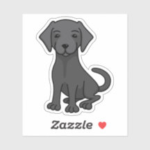 Laboratoire noir labrador