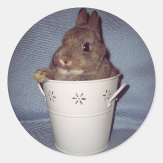 Sticker lapin Bunny
