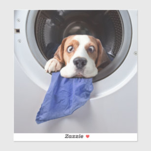 Sticker Lavage délicat beagle étourdi et amusant