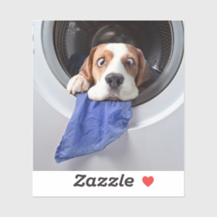 Sticker Lavage délicat beagle étourdi et amusant