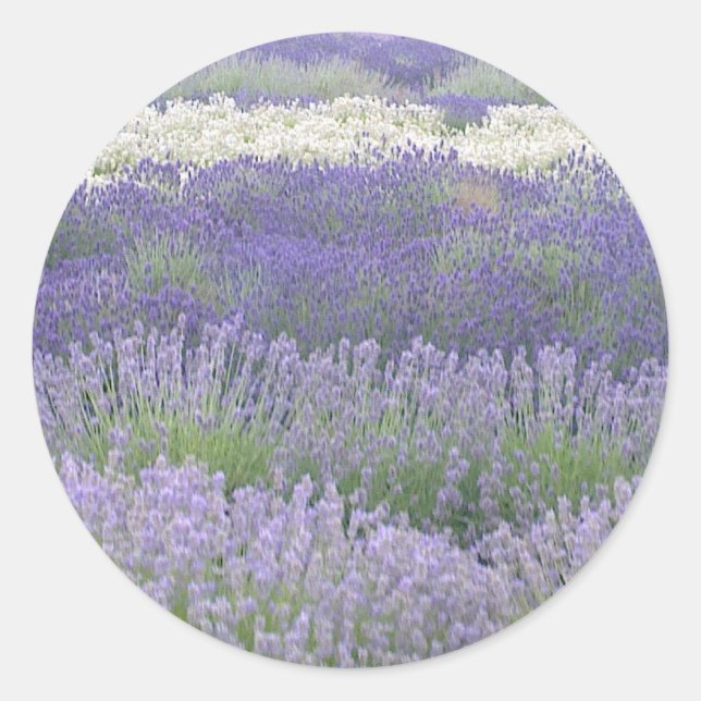 Sticker Lavender (Devant)