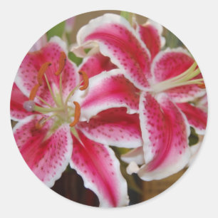 Sticker Lily de Star Gazer