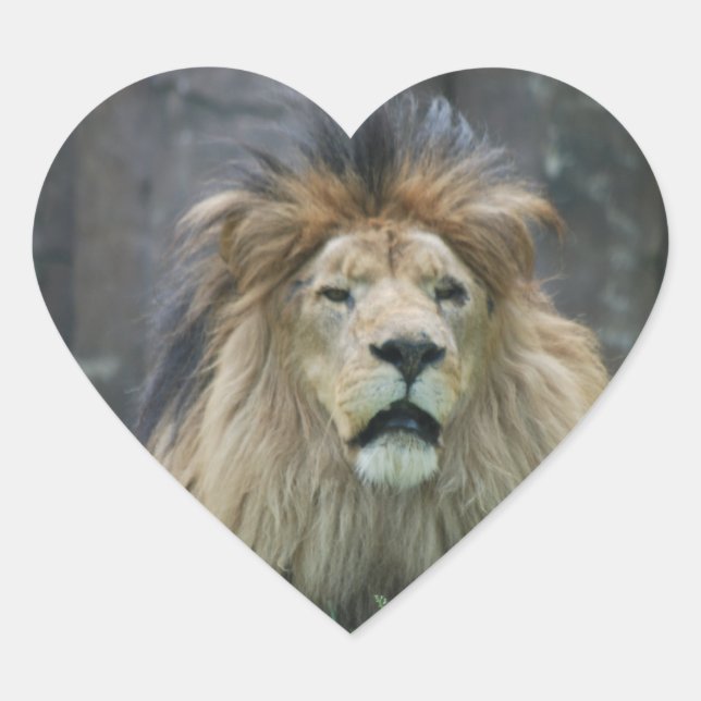 Sticker Lion (Devant)