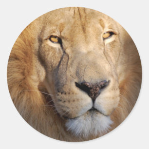 Sticker Lion Images