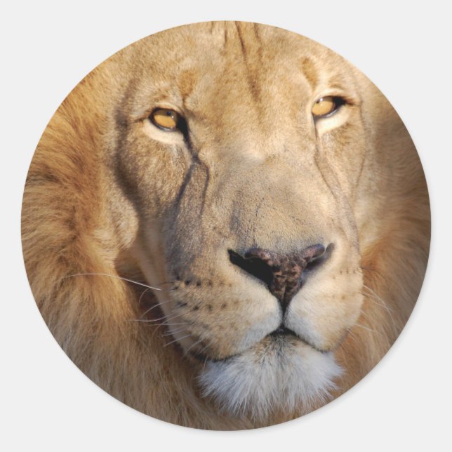 Sticker Lion Images (Devant)