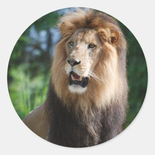 Sticker Lion Regal (Devant)