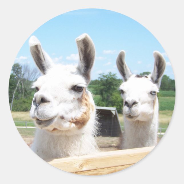 Sticker Llamas (Devant)