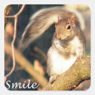 Sticker M. Squirrel