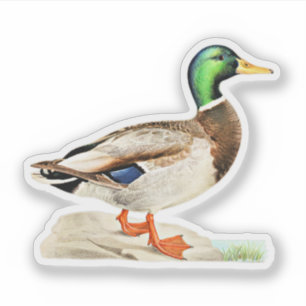 Sticker Mallard Duck