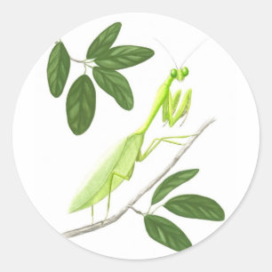 Sticker Mantis