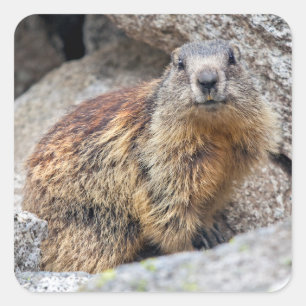 Sticker Marmot alpin