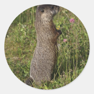 Sticker Marmot Stand Tall