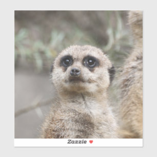 Sticker Meerkat 082