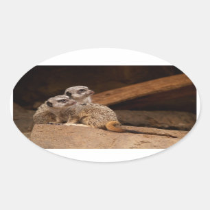 Sticker Meerkat Oval
