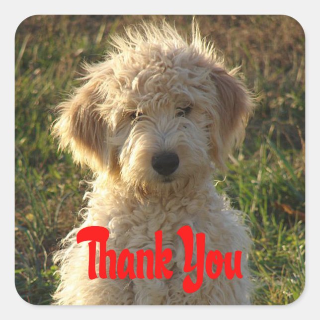 Sticker Merci pour Chien Chien Chien Goldendoodle  (Devant)